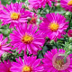 Aster (D) 'Anneke' GM P9