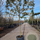 Elaeagnus ebbingei 100 cm stam container 8-10