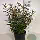 Elaeagnus ebb. 'Compacta' 60-80 cm 10L