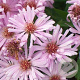 Aster (D) 'Herbstgruss v. Bresserh' GM P9