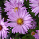 Aster (D) 'Herbstgruss v. Bresserh' GM P9