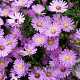 Aster (D) 'Herbstgruss v. Bresserh' GM P9