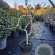 Ficus carica 100-125 cm container