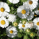 Aster n.-a. 'Herbstschnee' GM P9