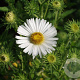Aster n.-a. 'Herbstschnee' GM P9
