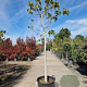 Ficus carica 120 cm stam container 18-20