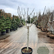Ficus carica 100 cm stam container 16-18