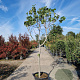 Ficus carica 100 cm stam container 16-18