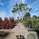 Ficus carica 100 cm stam container 16-18
