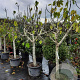 Ficus carica 100 cm stam container 16-18
