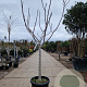 Ficus carica 100 cm stam container 16-18