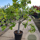 Ficus carica 70 cm stam container 35-40