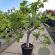 Ficus carica 70 cm stam container 35-40
