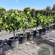 Ficus carica 250 cm stam container 20-25