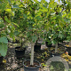 Ficus carica 250 cm stam container 20-25