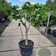 Ficus carica 250 cm stam container 20-25