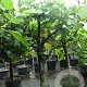 Ficus carica 250 cm stam container 20-25