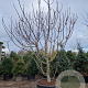 Ficus carica 400-450 cm container