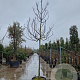 Ficus carica 180 cm stam container 18-20 leiboom