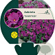 Aubrieta 'Cascade Purple' GM P9