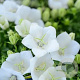Campanula c. 'Weisse Clips' GM P9