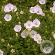 Campanula c. 'Weisse Clips' GM P9