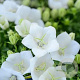 Campanula c. 'Weisse Clips' GM P9