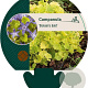 Campanula 'Dickson's Gold' GM P9