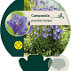Campanula pers. 'Coerulea' GM P9