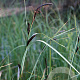 Carex acuta GM P9