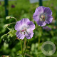 Geranium ph. 'Walküre' GM P9