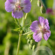 Geranium ph. 'Walküre' GM P9