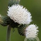 Cirsium rivulare Frosted Magic GM P9