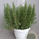 Rosmarinus officinalis GM C5