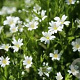 Stellaria holostea GM P9