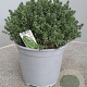 Thymus vulgaris GM C3