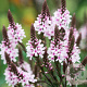 Verbena hastata 'Pink Spires' GM P9