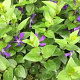 Vinca major balcanica GM P9