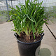 Agapanthus africanus GM 50L