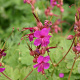 Geranium macr. 'Czakor' GM P9