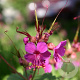 Geranium macr. 'Czakor' GM P9