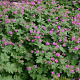 Geranium macr. 'Czakor' GM P9