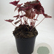 Heuchera m. 'Palace Purple' GM 1.5
