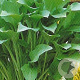 Hosta 'Krossa Regal' GM P9