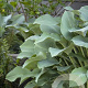 Hosta 'Krossa Regal' GM P9
