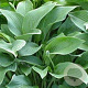 Hosta 'Krossa Regal' GM P9