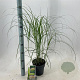 Miscanthus sin. 'Herman Mussel' GM 2,0L