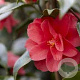 Camellia ret. 'Mary Williams' halfstam container