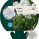 Phlox (P) 'David' GM P9