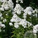 Phlox (P) 'David' GM P9